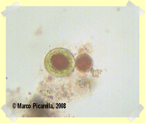 haematococcus pluvialis...giusto?